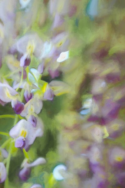 Under Wisteria by Helen White